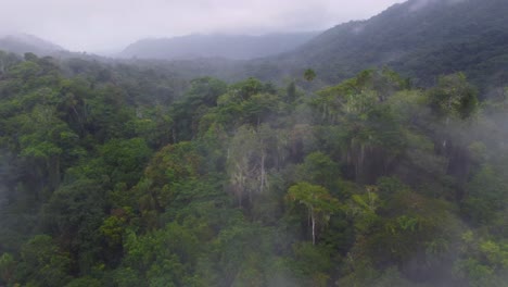 densely-forested-misty-survey-of-the-forested-land-in-Minca,-Colombia-in-the-morning-hours