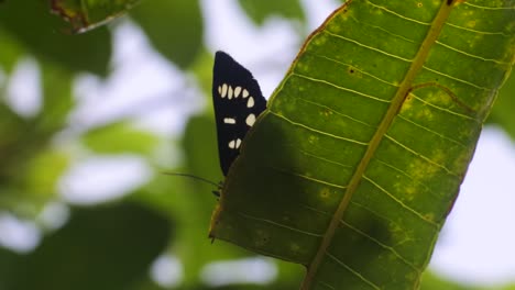 butterfly perched on a leaves in the bushes hd video