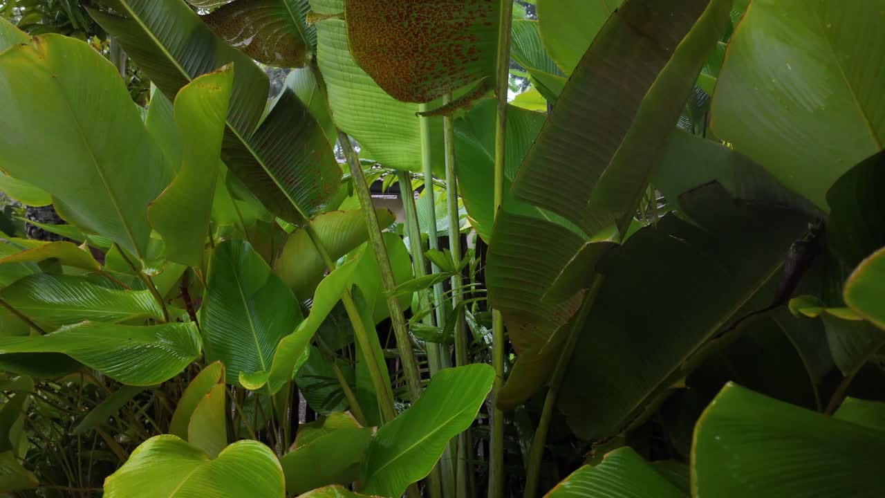 Humid tropical exotic plant nature rainforest garden up-close canopy Sri Lanka