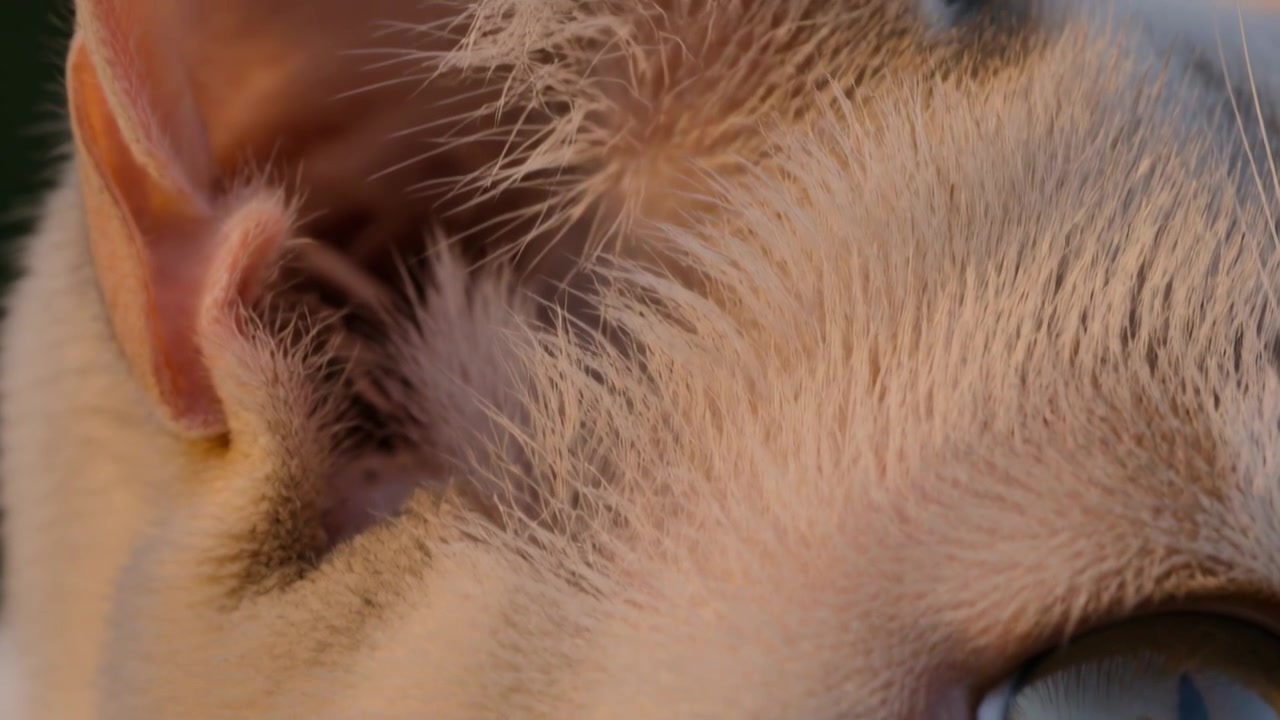 Câmera em movimento revelando gato de pelo curto, cabeça direita, orelha no quintal, mostrando olho verde refletindo humano