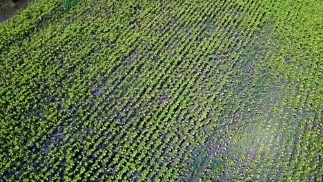 birds eye view above the ripe sunflowers field. ukraine