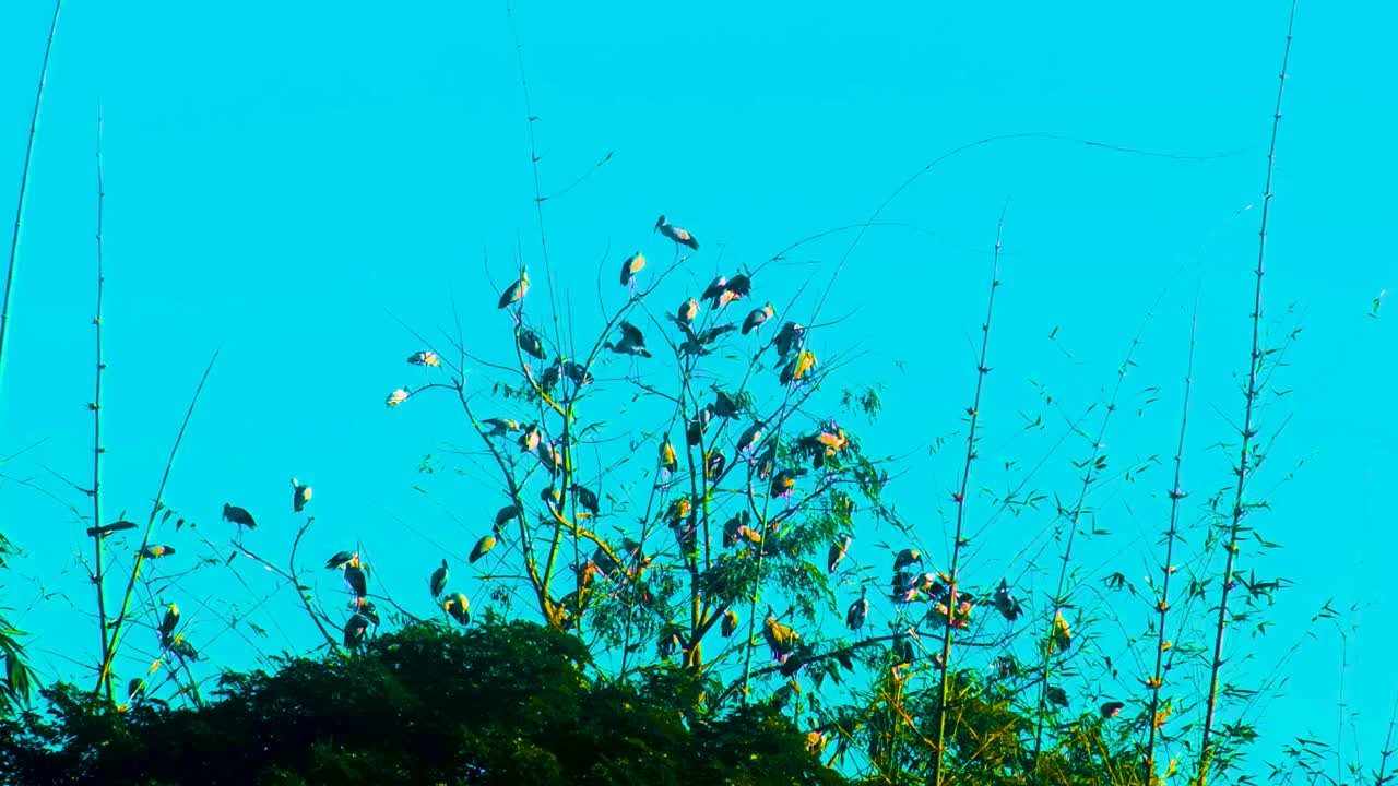 bandada de cigüeñas, aves migratorias, sentado en un árbol de un bosque con cielo azul, copiar el espacio