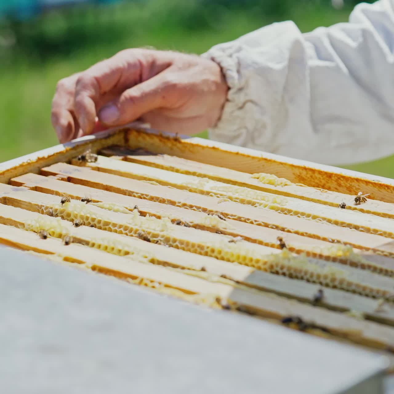 Beekeeper working collect honey