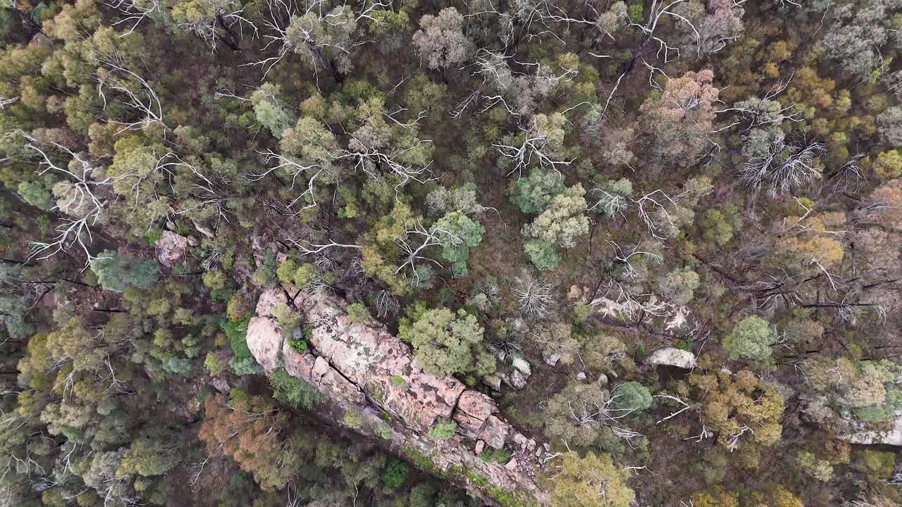 Aerial drone footage glides above a mixed forest canopy, revealing rugged treetops and rocky outcrops in soft daylight at Warrumbungle National Park