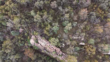 aerial drone footage glides above a mixed forest canopy, revealing rugged treetops and rocky outcrops in soft daylight at warrumbungle national park