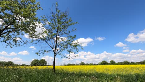 beautiful yellow flower field under a blue sky