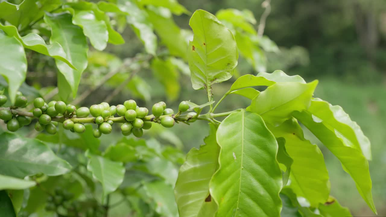 Closeup of coffee beans on tree stem, bokeh background, handheld