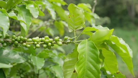 closeup of coffee beans on tree stem, bokeh background, handheld