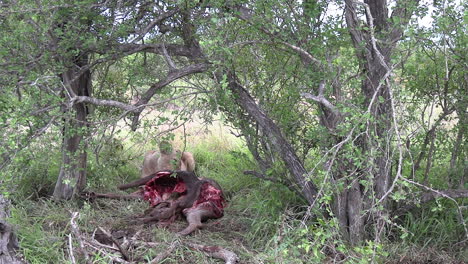 lioness resting in jungle and feeding on wildebeest carcass