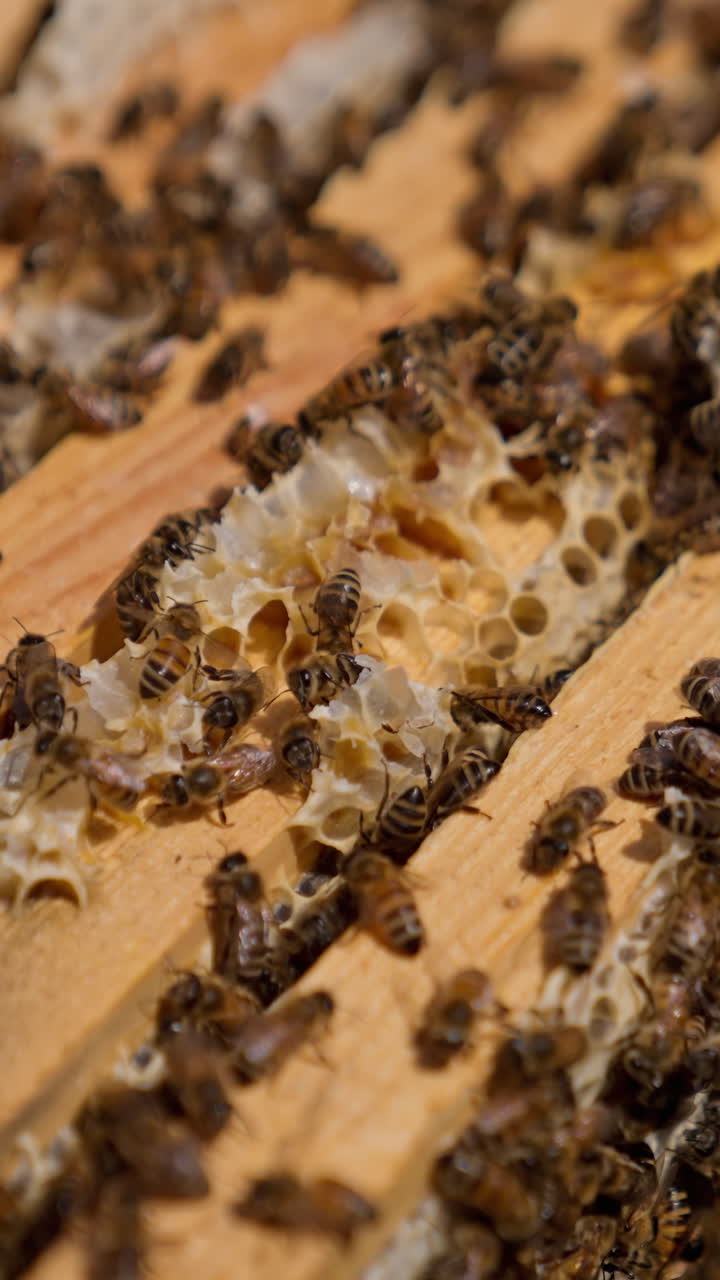 Hard-working bees crawling by the wooden frames. Insects have made produced some wax on top of the frames. Close up. Vertical video