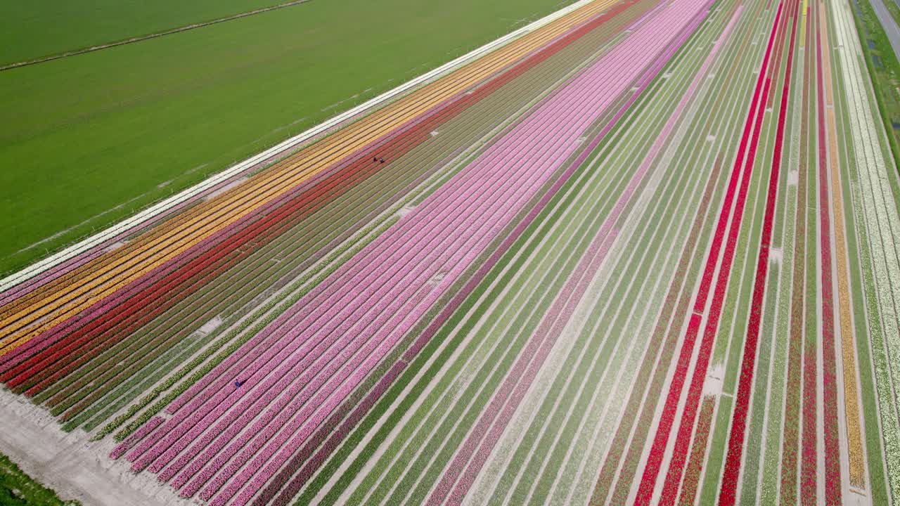 Scène aérienne de tulipes en fleurs s'étendant à travers les champs, Opmeer, Pays-Bas