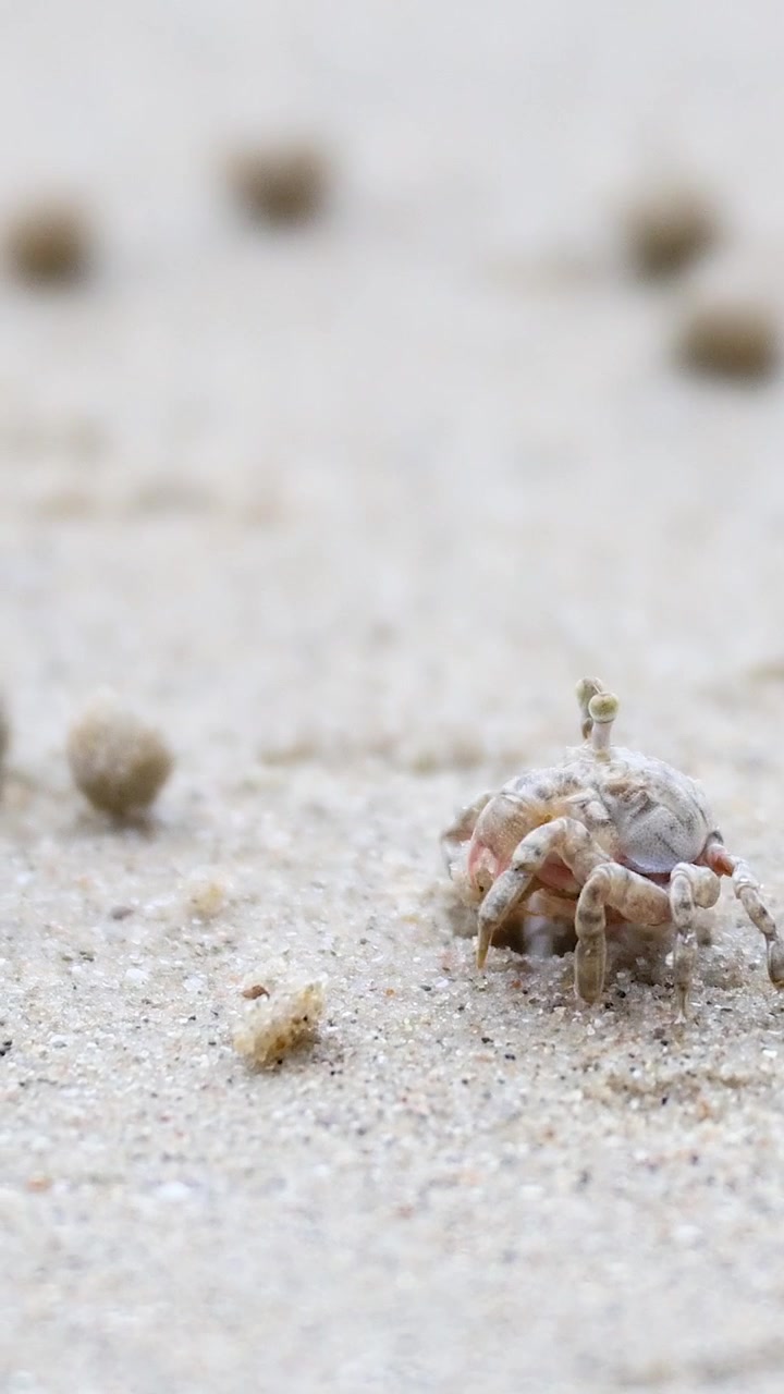 ปูผีเคลื่อนที่ข้ามชายหาดทราย