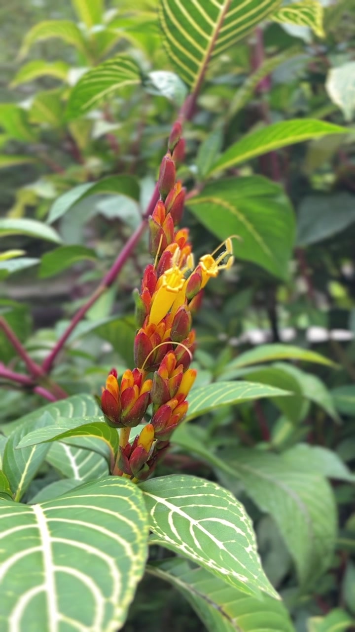 Primo piano di un vivace fiore tropicale rosso e giallo in giardino