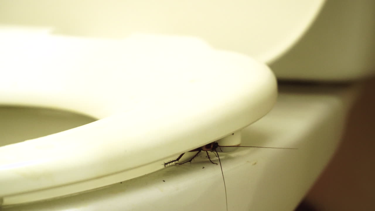 una cucaracha está sentada debajo del asiento del inodoro