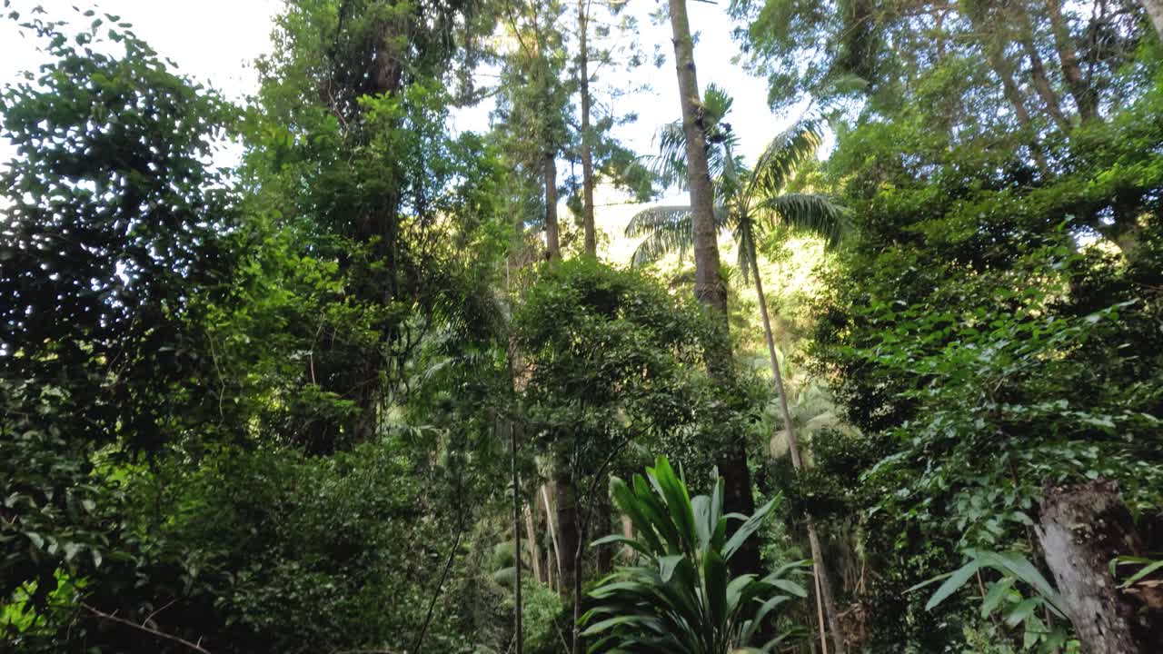 пышный лесной навес с высокими деревьями