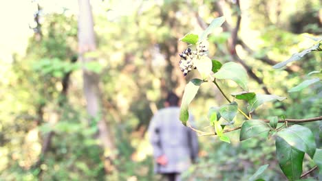 caminando por el bosque hombre solitario