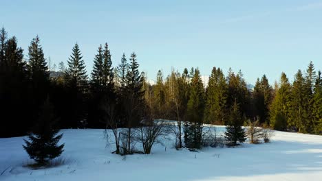 La-Luz-Del-Sol-Dorada-Brilla-En-El-Bosque-De-Pinos-Con-Montañas-Tatra-Distantes