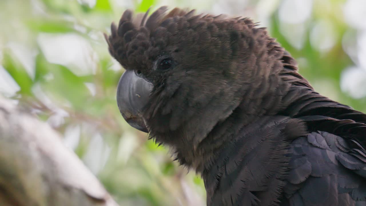 un primer plano brillante de la cabeza de una cacatúa negra en cámara lenta