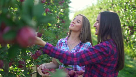 two women picking apples in a sunny orchard