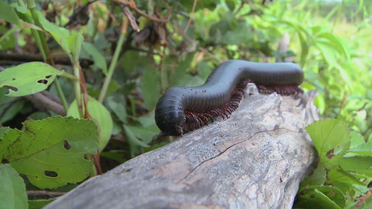 아프리카 노래기 또는 지네가 정글 가지 2를 가로질러 기어갑니다.
