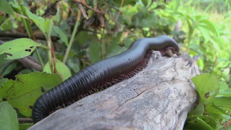 an african millipede or centipede crawls across a jungle branch 2