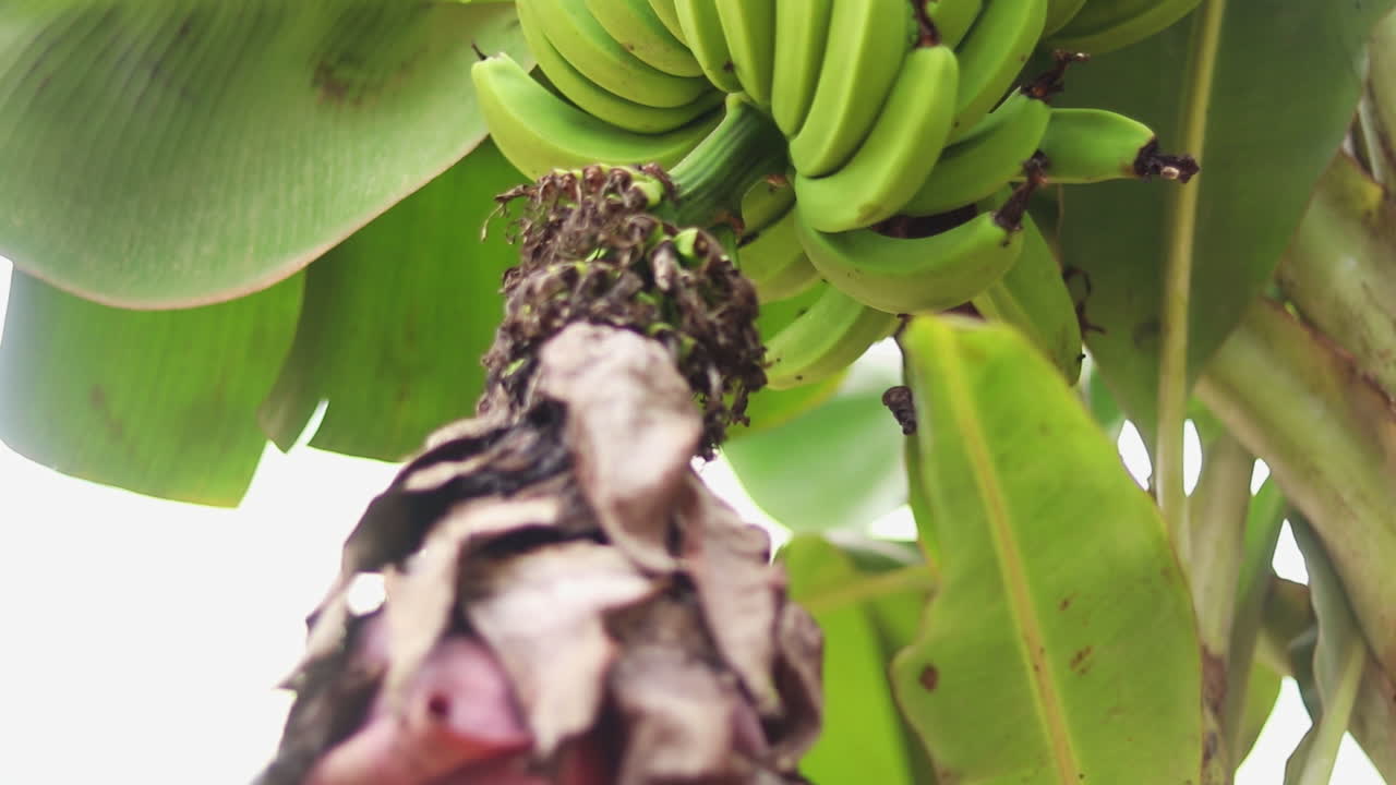 Close-up of a bunch of green bananas growing on a tree