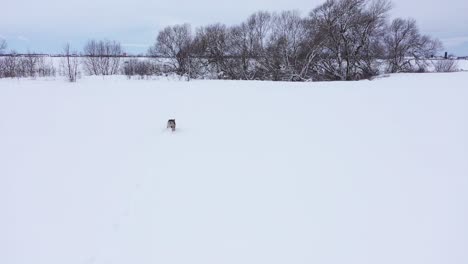 coyote-runs-under-drone-close-up