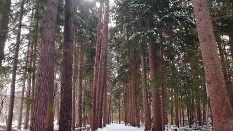 Snow-Covered-Vibrant-Evergreen-Forest-path-walkthrough-with-light-falling-snow-and-sun-rays-in-Winter,-Canada