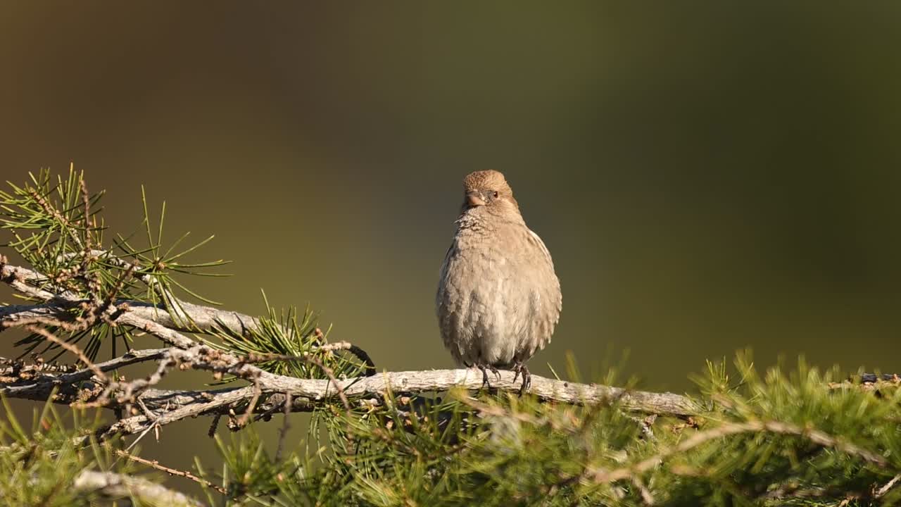Autentisk naturbilde som viser den smidige andesfinken på en pinne, perfekt tilpasset de ekstreme forholdene i høye fjellkjeder