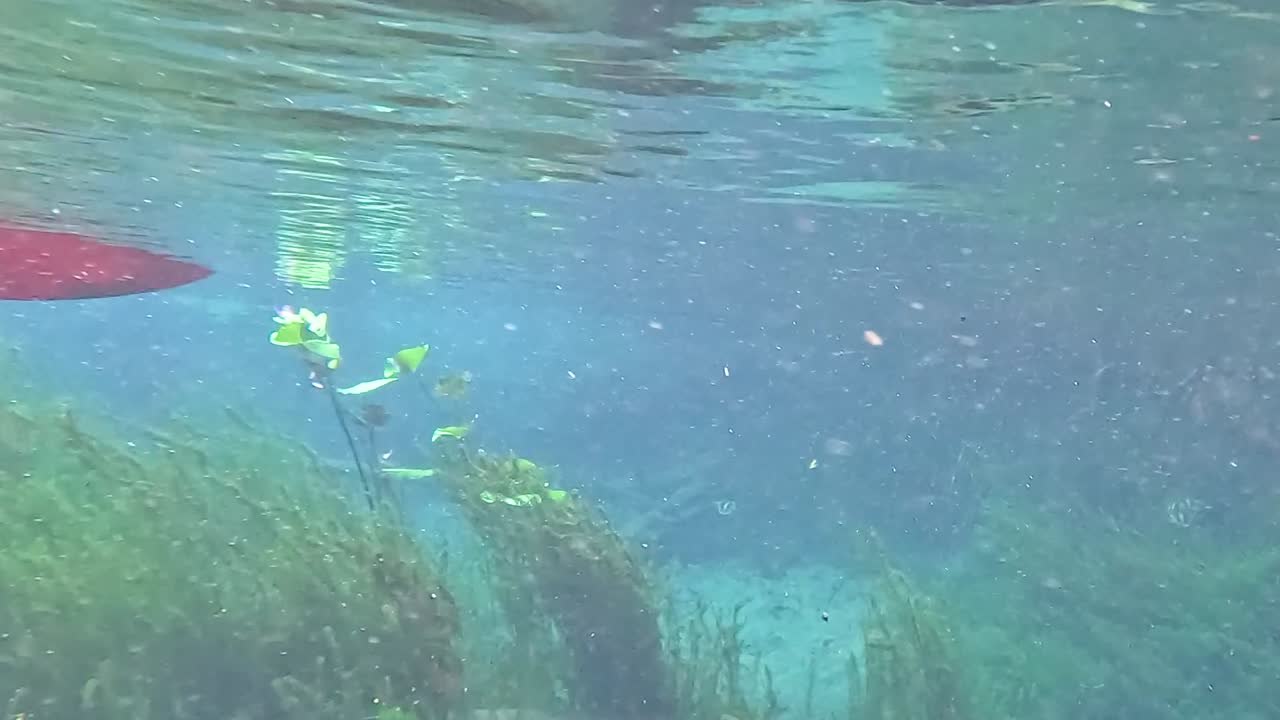 A tranquil underwater scene featuring lush green aquatic plants and a glimpse of a red object above.