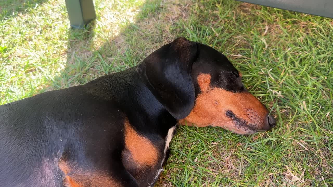 Close up view of a sausage dog dachshund cute puppy weenie black and tan