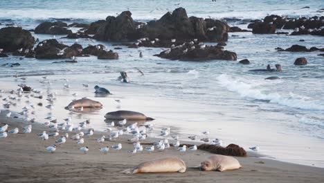 panorama of the american californian elephant seal colony at sunset. northern elephant seals, cystophora proboscidea, fighting each other at big sur, san simeon, california, united states