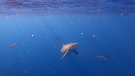 tiburón toro comiendo restos en la superficie del océano en un día soleado y brillante - toma amplia