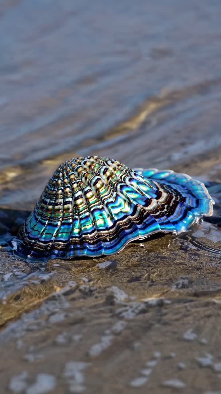 Close-up of a vibrant seashell in shallow water, captured from a low angle