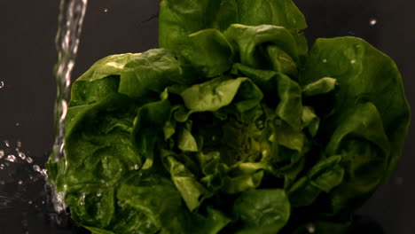 water pouring over lettuce on black background