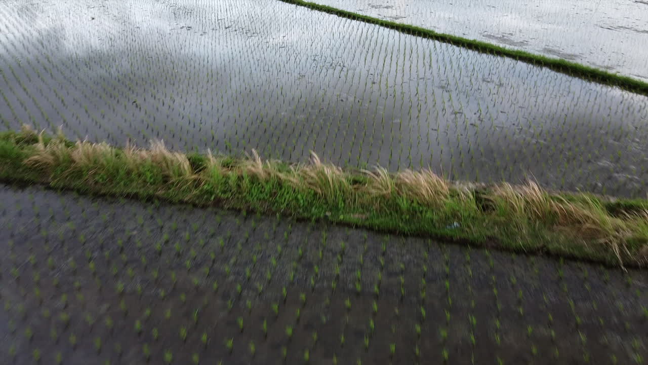 plantas jóvenes de arroz en un campo de arroz