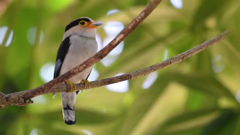 the silver-breasted broadbill is a famous bird in thailand, both local and international