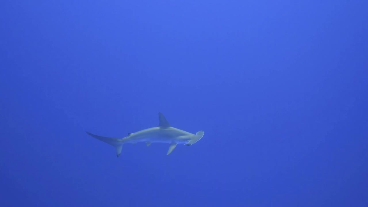 透明な青い水中で遠くに漂う孤独なシュモクザメ。