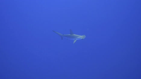 a lonely hammerhead shark floats in a distance in clear blue water