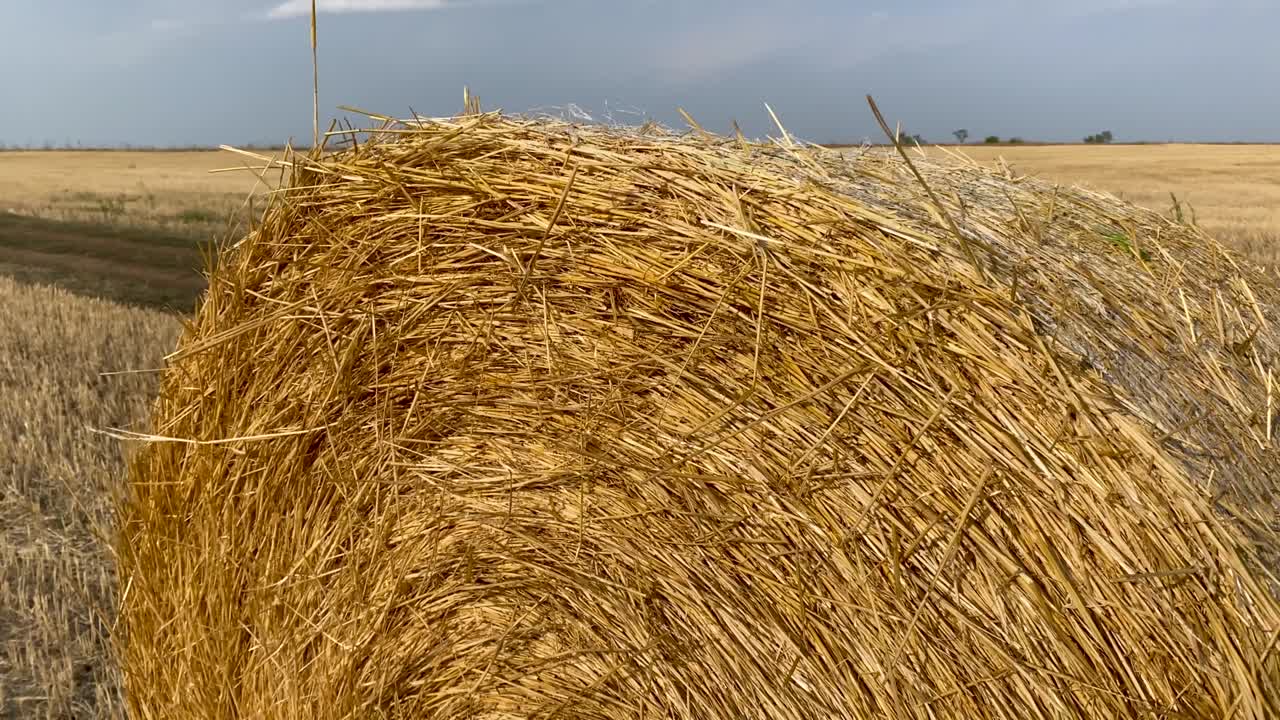el pajar enrollado que yace en el campo dorado al final del verano después de la cosecha. la paja amarilla de paja seca. el concepto de trabajo agrícola, la vida del pueblo. el cultivo de cultivos de granos. el corte de las hierbas del campo.