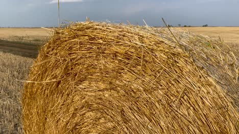 rolled up haystack lying on golden field at end of summer after harvesting. yellow skein of dry straw. concept agricultural work, village life. cultivation of grain crops. mowing of field grasses.