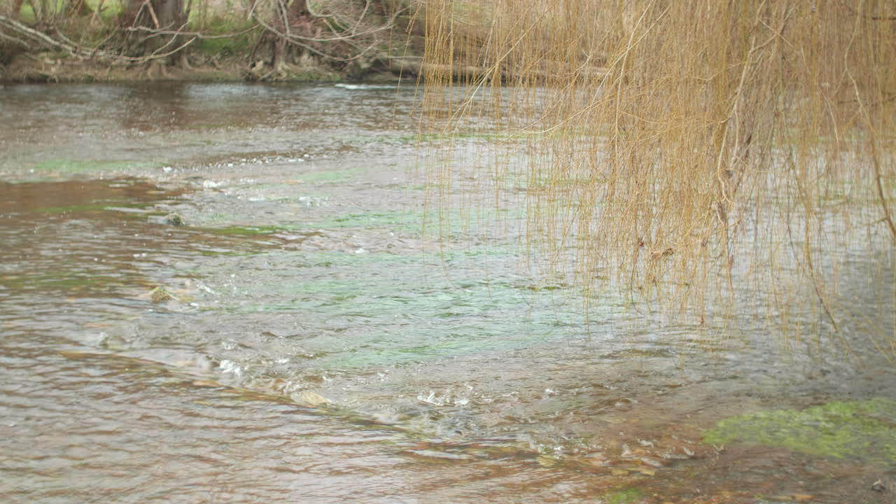 Eau de rivière douce coulant dans une lumière naturelle tamisée. Fond de bien-être idéal pour la méditation, la pleine conscience, la gestion du stress, le contenu de yoga, les applications de relaxation et les visuels de style de vie paisible.