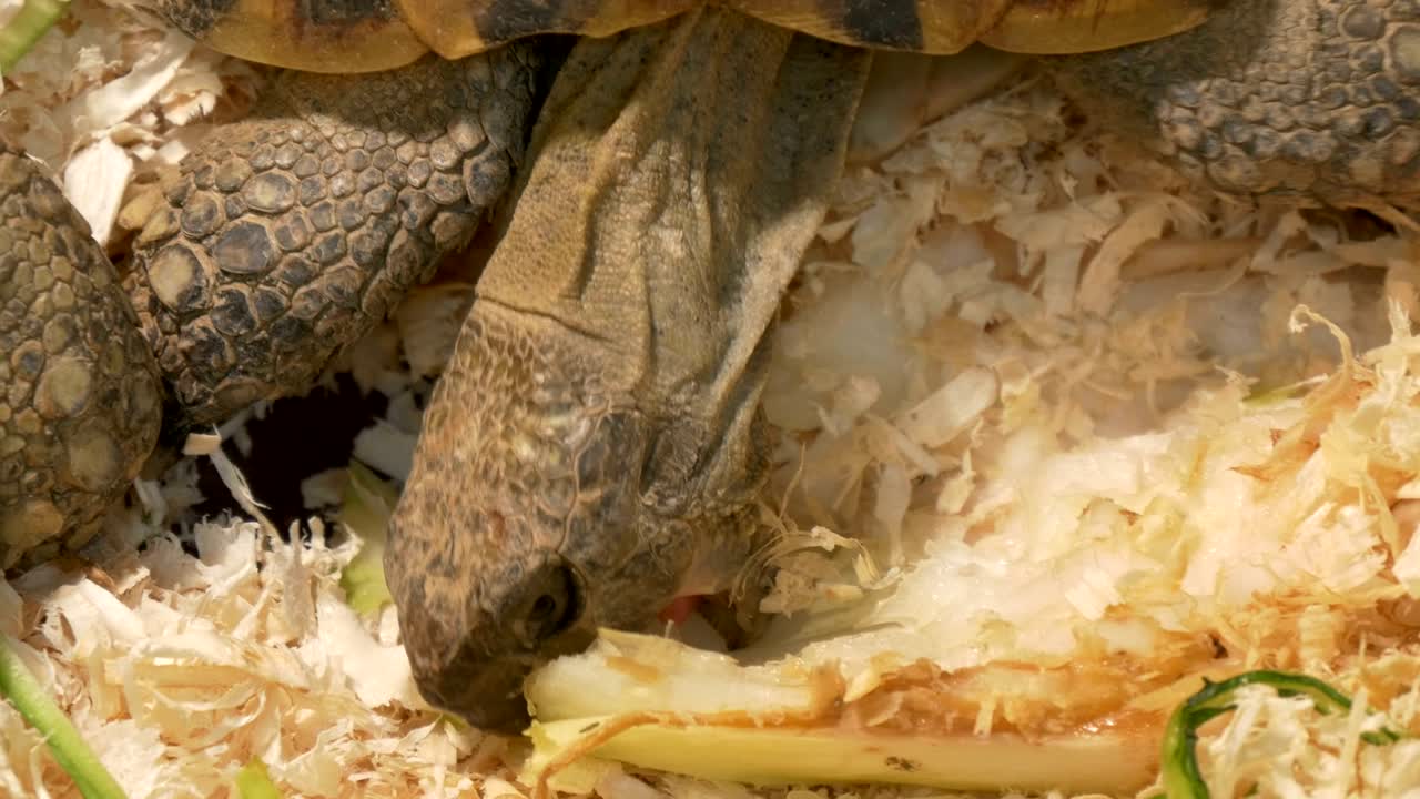 작은 거북이가 가까이서 먹고 있다