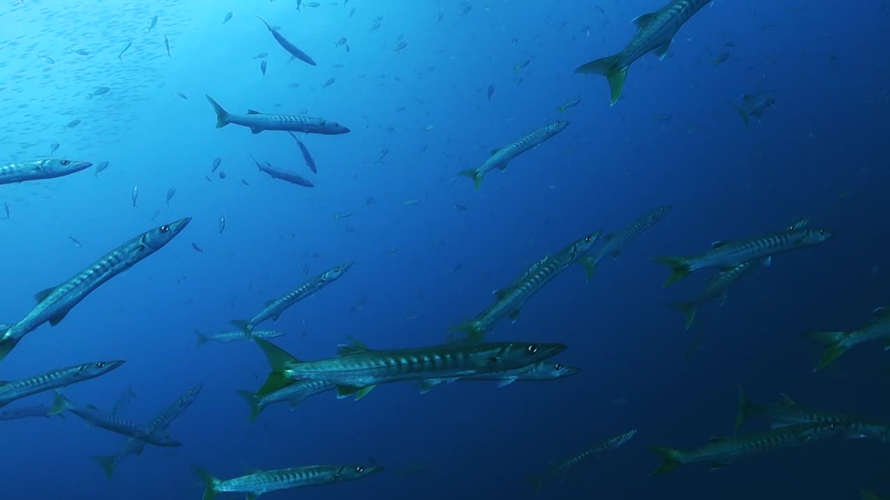 개별적인 픽들 바라쿠다들은 개방된 바다 물에서 무질서하게 헤엄치고 있습니다.