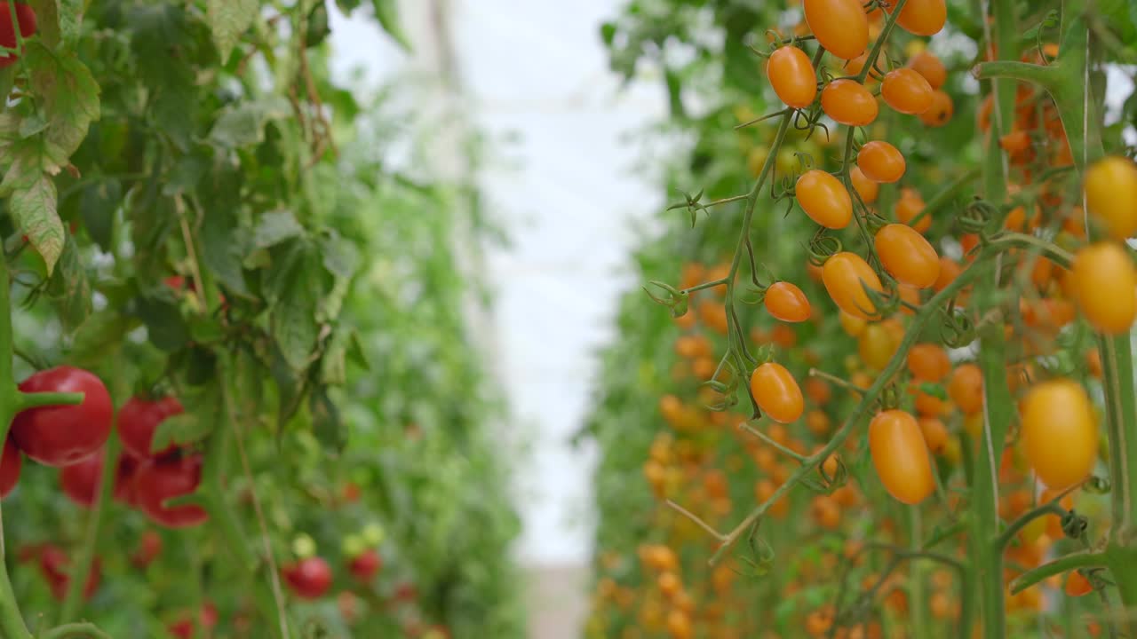 온실 농장에서 자라는 토마토 줄의 손잡이. 생태 제품 개념