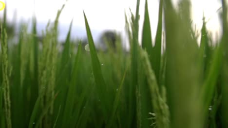 panorámica a lo largo de los cultivos de arroz verde cubierto de rocío