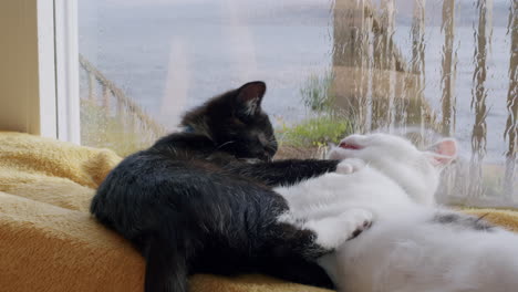 los gatitos lindos juegan a pelear junto a la ventana.