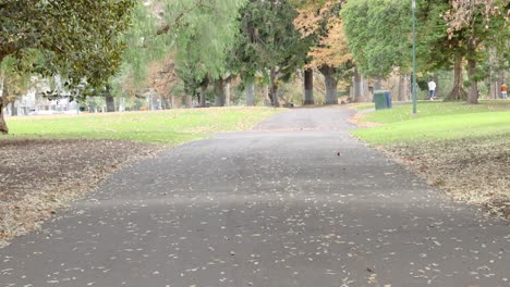 leaves falling in a serene park setting