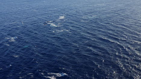 a pod of humpback whales swim, breach and spray water out of blowholes during mating season in maui, hawai'i