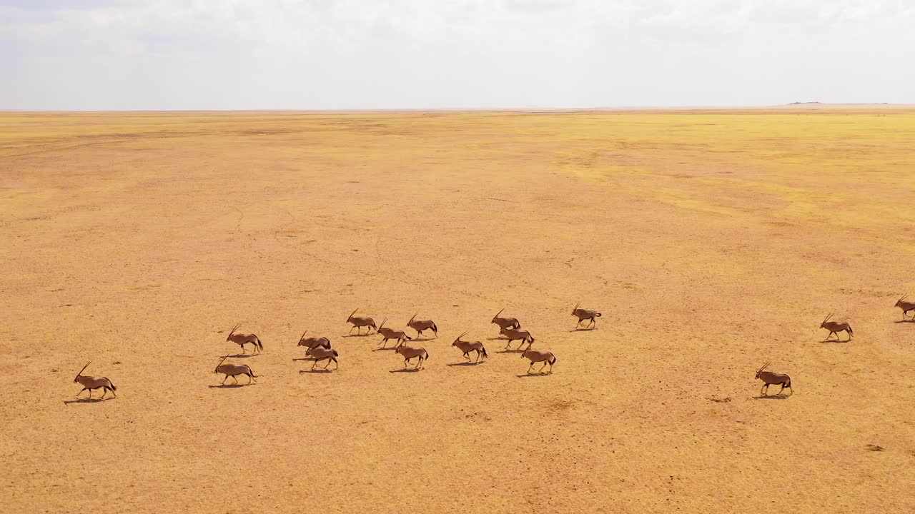 asombrosa antena sobre enormes manadas de vida silvestre de antílope oryx corriendo rápido a través de la sabana vacía y las llanuras de áfrica cerca del desierto de namib namibia 2